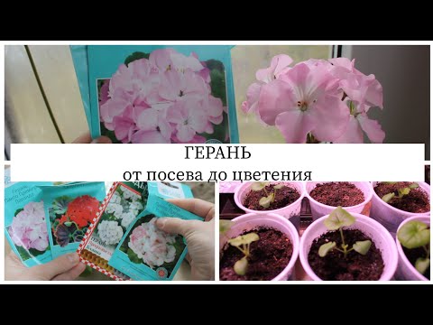 Видео: На съемку ушло полгода. Герань от посева до цветения.  Комнатные цветы. //Валентина Земскова