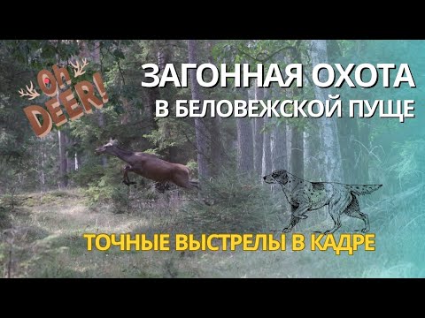 Видео: Загонная охота в Беловежской пуще!