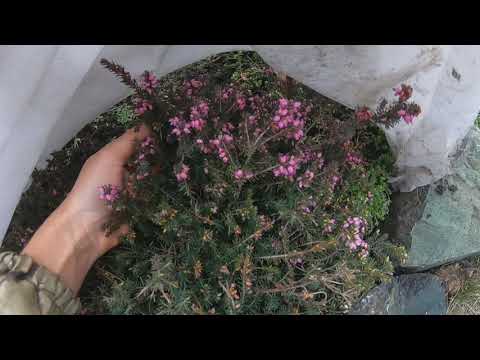 Видео: Когда лучше открывать розы весной?