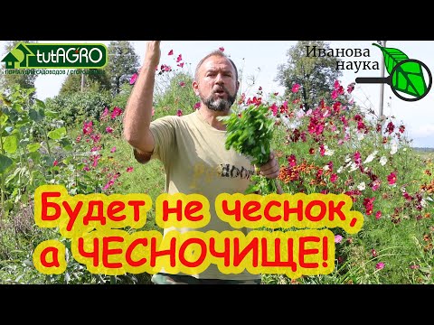 Видео: ПОЖАЛУЙ, ЭТО САМЫЙ ЛУЧШИЙ СИДЕРАТ ДЛЯ ЧЕСНОКА и ЛУКА. Посейте его и увеличьте урожай!