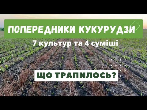 Видео: Попередники кукурудзи | Який краще?