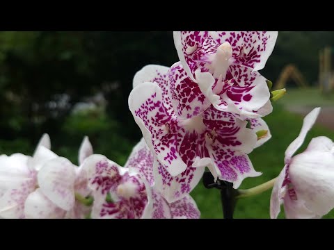 Видео: +1 алмаз в коллекцию😍 орхоновинка и немного домашних орхидей🦋