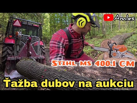 Видео: Вырубка дуба для аукциона по продаже древесины | Начало работы на новом стенде | Amles Stihl MS 400