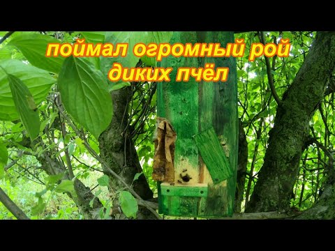 Видео: Ловля роев. Проверяем 10 ловушек, стояли 2 месяца.