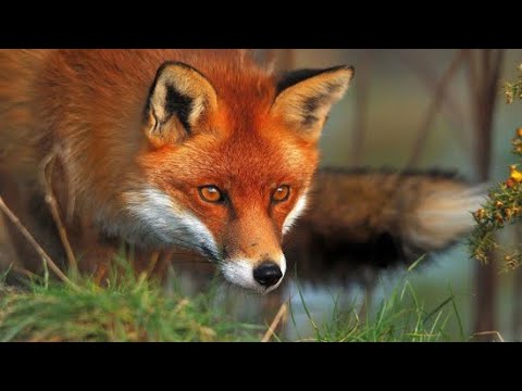 Видео: #лисиця #природа Дикі тварини. Лисичка.