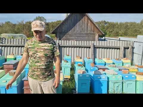 Видео: ЭТИ  ПЧЁЛЫ ДОЖИВУТ ДО ВЕСНЫ ?!!