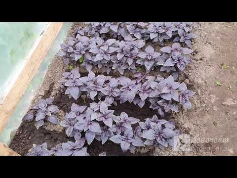 Видео: Непрерывный конвейер  базилика в теплице. Это просто!