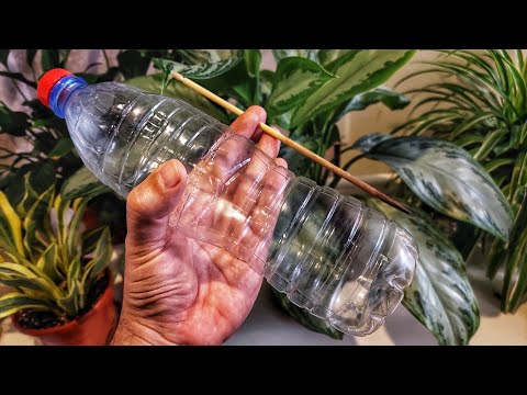 Видео: Қишда фақат шундай суғоринг, шунда гуллар чирамайди | Ширага қарши курашиш йўли.