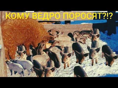 Видео: КАК ПРОКОРМИТЬ ПОРОСЯТ?!?😃🐖😄БОЛЬШОЙ ОПОРОС ВЕНГЕРСКОЙ МАНГАЛИЦЫ и чуть природы на рыбалке