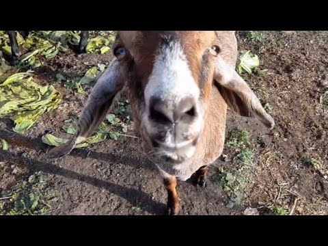Видео: Кокосик начал монтировать загон для коз
