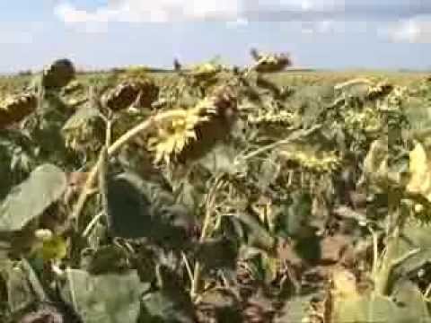 Видео: Технология No-till в фермерском хозяйстве "Драгми" (Крым)