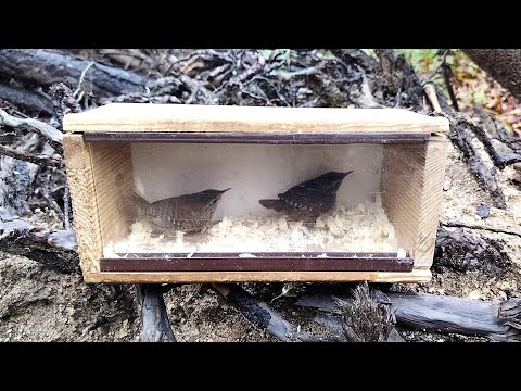 Видео: Крапивники