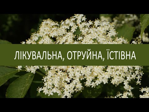 Видео: Бузина. Все, що треба знати / Мотай на вус