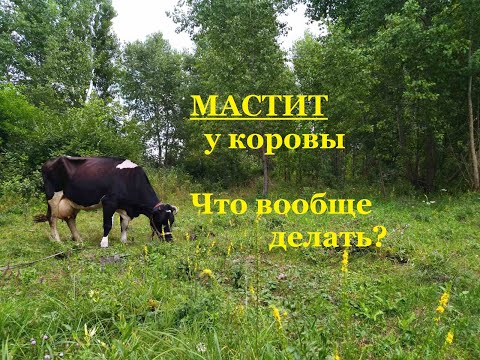 Видео: Лечение основных видов мастита у коров