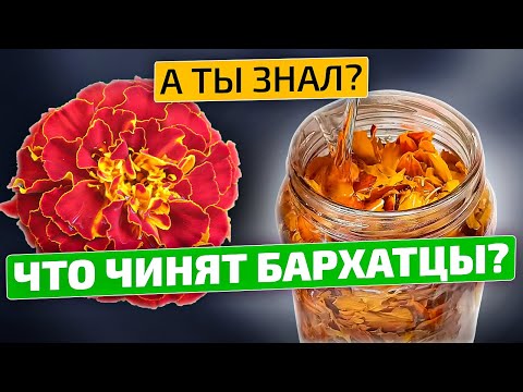 Видео: Вы АХНЕТЕ от того, что творят БАРХАТЦЫ!