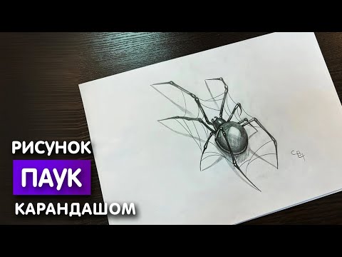 Видео: Как нарисовать паука карандашом | Рисунок для начинающих поэтапно