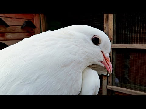 Видео: КАК ПРАВИЛЬНО ПРИУЧАТЬ МОЛОДЫХ ГОЛУБЕЙ⁉ БАКИНСКИЕ ГОЛУБИ👍