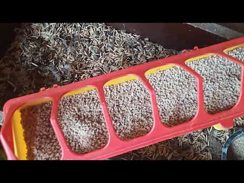 Видео: Сравниваем комбикорм Пурина и Южная Корона