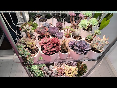 Видео: Tephrocactus geometricus. Фунгицид Максим против гнили. Обработка других суккулентов.