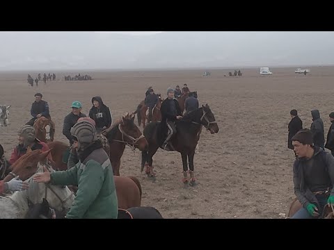 Видео: Аламан улак Баткен району Бужум айылы түз эфир