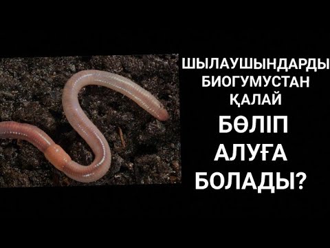 Видео: ШЫЛАУШЫНДАРҒА🐛 ЖАҢА ТАМАҚ🥑ТАСТАП, ОЛАРДЫ АЙДАУ 🔜ПРОЦЕСІ☝. ЖАҢА ФЕРМАҒА ДАЙЫНДЫҚ ЭТАПЫ💪. ҚАЗАҚ БІЛСІН