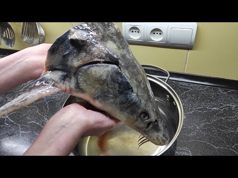 Видео: Уха по-царски из головы Осетра.