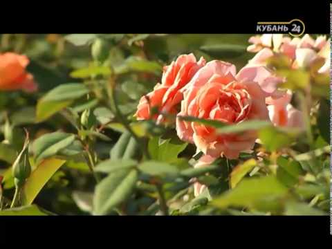 Видео: Сельские истории с Сергеем Курочкиным. Розы