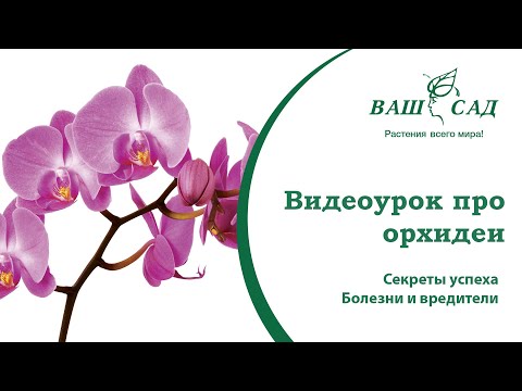 Видео: Видеоурок: Орхидея. Секреты успеха. Болезни и вредители. Ваш сад