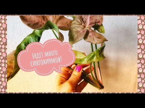 Видео: СИНГОНИУМ РАЗМНОЖЕНИЕ. КАК СРЕЗАТЬ ЧЕРЕНКИ.