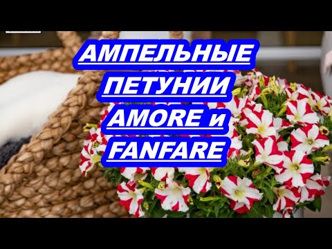 Видео: АМПЕЛЬНЫЕ ПЕТУНИИ AMORE и FANFARE