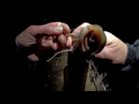 Видео: Спонтанный выезд за налимом 