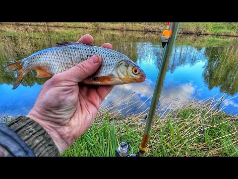 Видео: Рыбалка у дома на поплавок,с кормушкой на течении!Май 2023