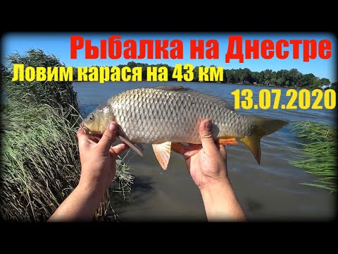 Видео: 13 Июля,Рыбалка на Днестре, Ловим карася на 43 км. Влетел шаровый сазан )))