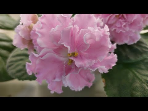 Видео: 01.09.23./НОВИНКИ/Выставка фиалок(МФ) в Доме фиалок#выставка#фиалки#домфиалки#