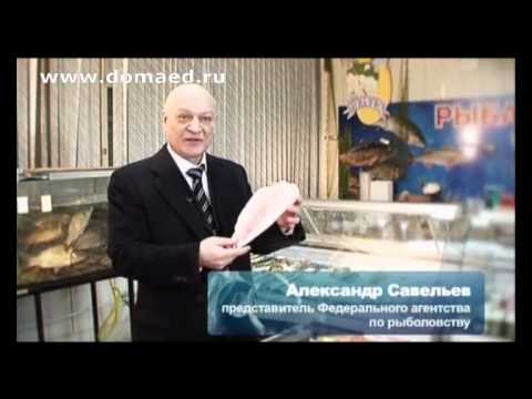 Видео: Среда обитания. Популярные пангасиус и телапия.