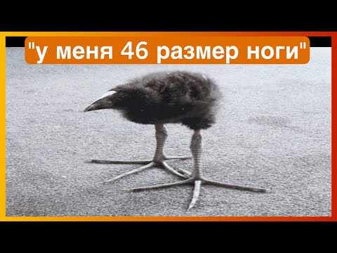 Видео: у тиктока 46 размер | подборка мемов