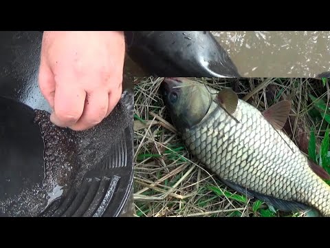 Видео: Копаю ЗОЛОТО на острове и ловлю КАРПА!
