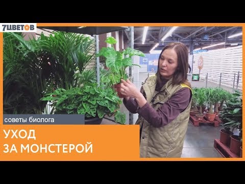 Видео: Монстера. Уход за растением | Рекомендации биолога 7ЦВЕТОВ