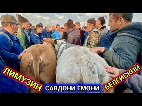 Видео: ХОРАЗМ МОЛ БОЗОРИ ЁШ ХЎКИЗНИ ЗЎРЛАРИ 20-октября 2024 г.