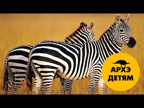 Видео: Покровительственная окраска | Александр Хабургаев (выпуск 9)