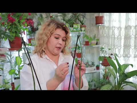 Видео: Orxideyani ko'paytirish usuli #3  Орхидея Фаленопсис