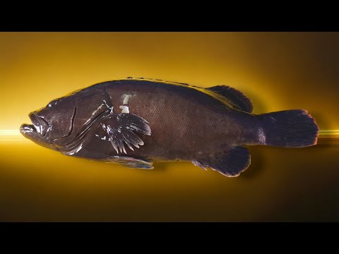 Видео: Окунь-заключенный весом 2,7 кг!  Вкусная рыба, принадлежащая к высококачественным видам рыб.