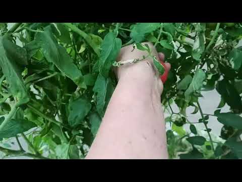 Видео: 5,6 ноября 2023г.Мой дом.Очистила огород .Спилили часть деревьев.