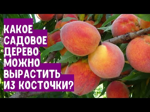 Видео: Какое садовое дерево можно вырастить из косточки или семян?