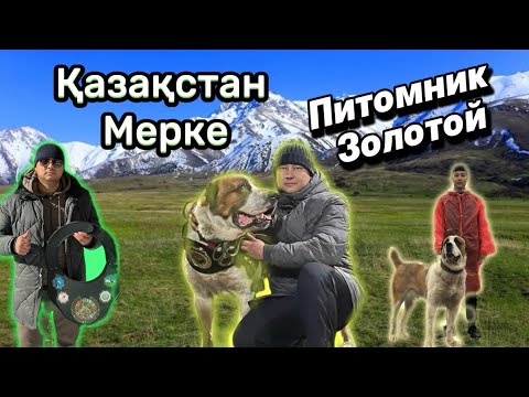 Видео: Қазақстан Мерке пк Золотой вл.Мұса +7 702 720 02 77