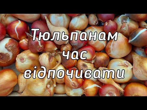 Видео: Як я зберігаю цибулини тюльпанів до осені