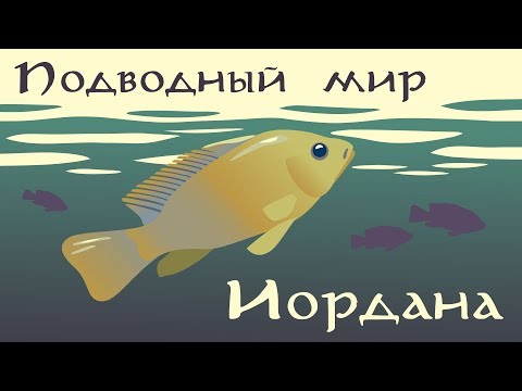 Видео: Подводный мир Иордана