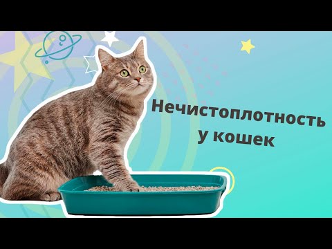 Видео: Нечистоплотность у кошек. Почему кошка ходит мимо лотка и что с этим делать?