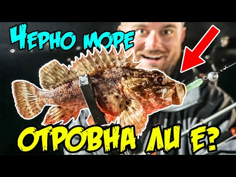 Видео: Ловим ОТРОВНИ РИБИ на ЧЕРНО МОРЕ! Риболов на сафрид, скорпид и врана.