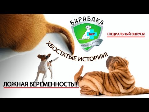 Видео: Спецвыпуск!!! Ложная беременность!!! Ветеринария